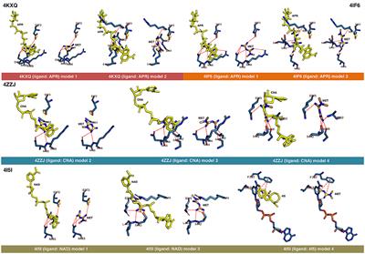 Metformin Is a Direct SIRT1-Activating Compound: Computational Modeling and Experimental Validation